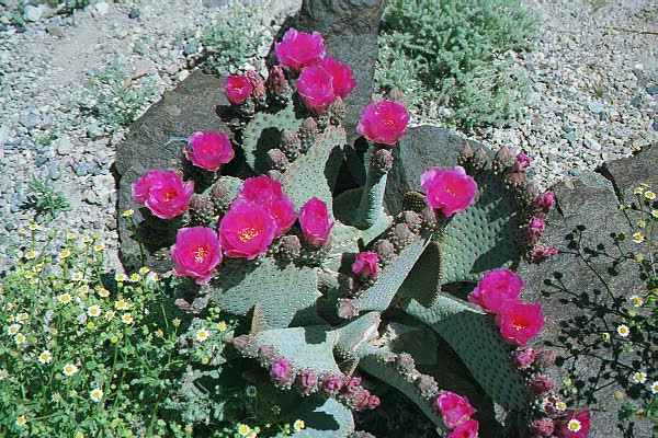 Cactus in Spring Bloom
